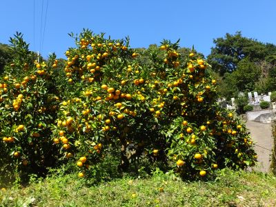 みかんの木の写真